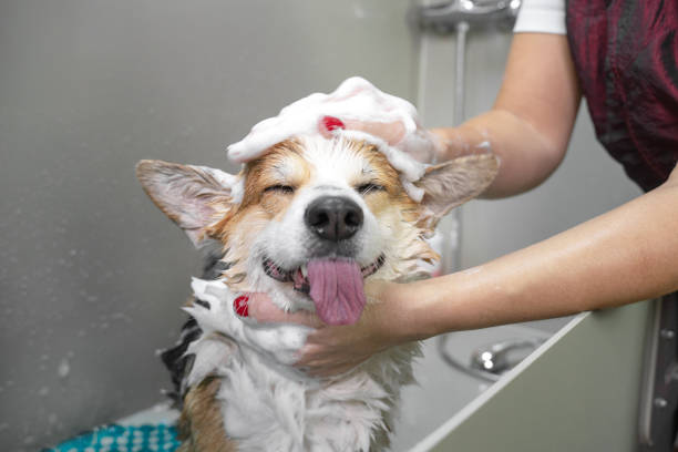 Pamper Your Pooch: A Guide to the Best Dog Grooming Facilities in Missoula, MT