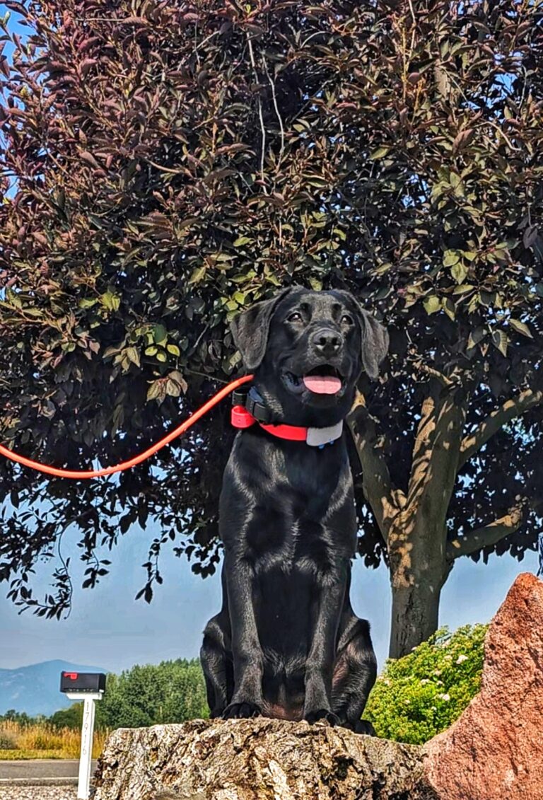 The Top 3 Behavior Problems Missoula Dog Owners Face (And How to Solve Them!)