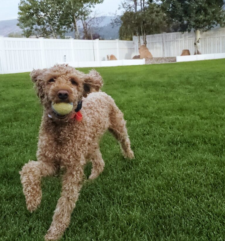 5 Fun Tricks to Teach Your Dog Indoors During the Winter