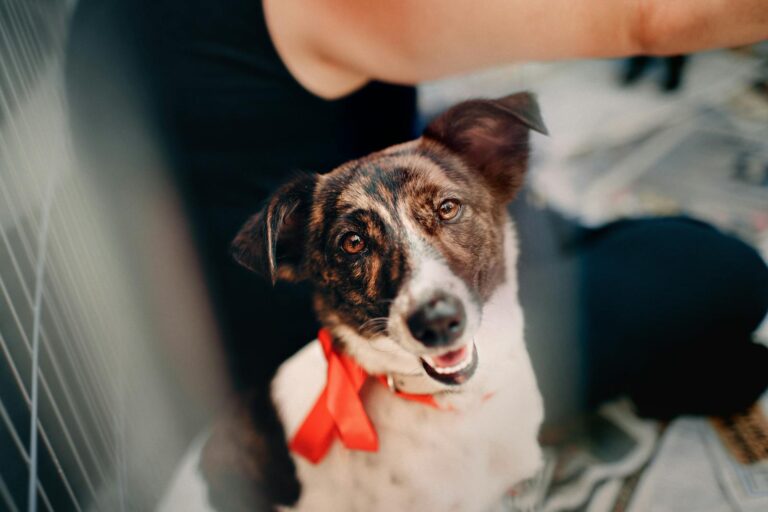 How to Train a Rescue Dog: Tips for Missoula Pet Parents