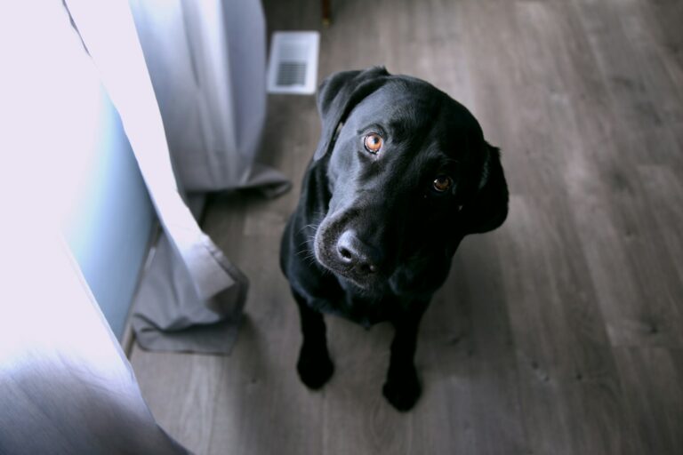 How to Transition Your Dog to a New Routine