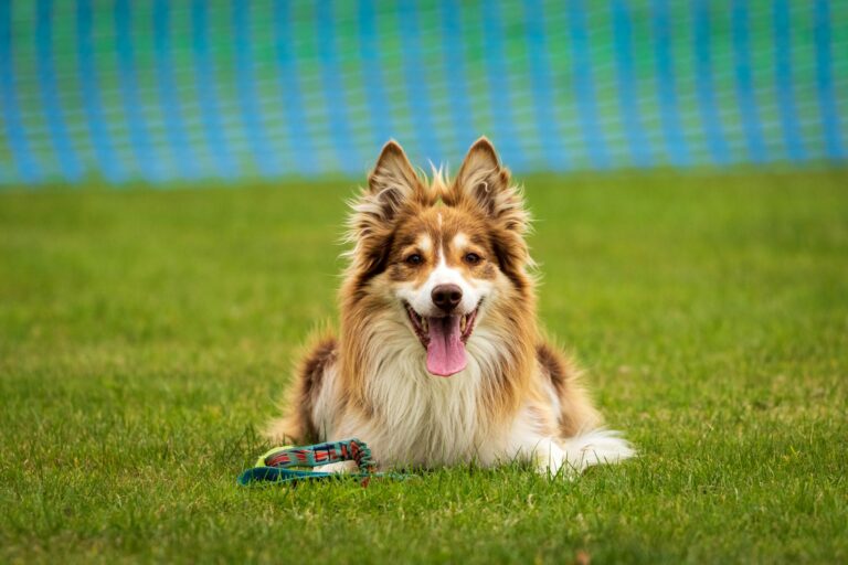 How to Prepare for Dog Training: Tips for Missoula Pet Owners