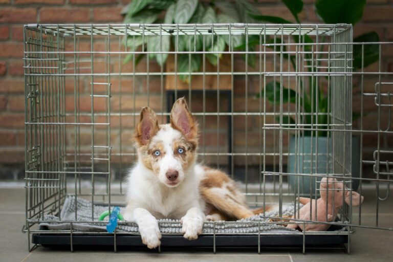 Crate Training 101: A Step-by-Step Guide for Missoula Dog Owners
