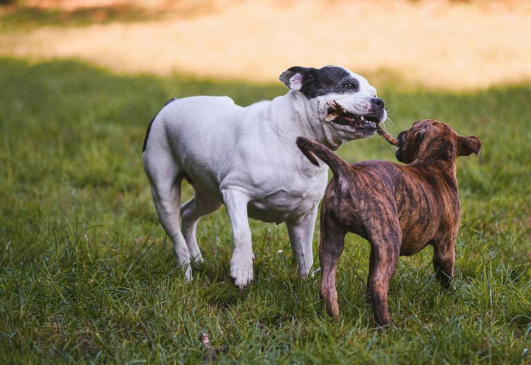 How to Safely Socialize Your Dog with Other Dogs
