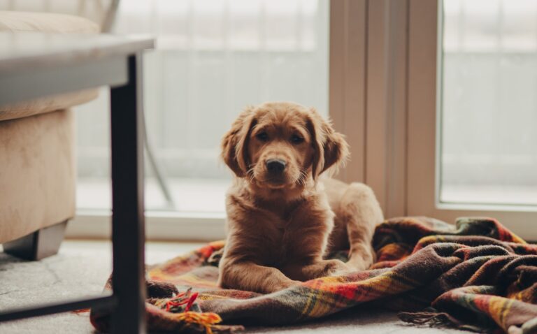 How to Teach Your Dog to Settle on Command