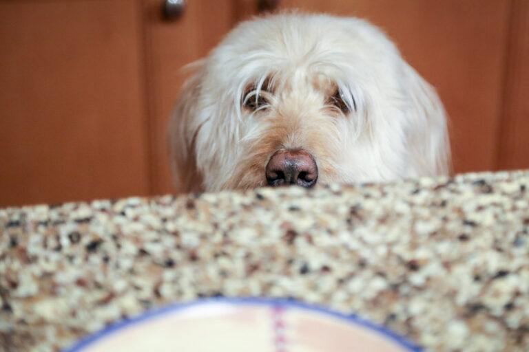 How to Prevent Your Dog from Counter Surfing