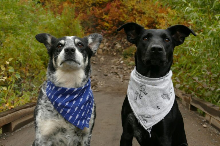 How to Keep Your Dog Safe During Outdoor Adventures