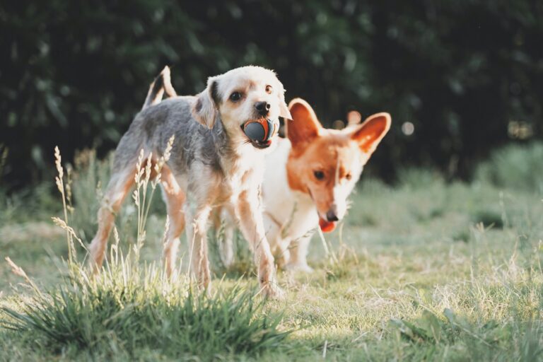 How to Socialize Your Dog in Missoula: Best Spots & Tips