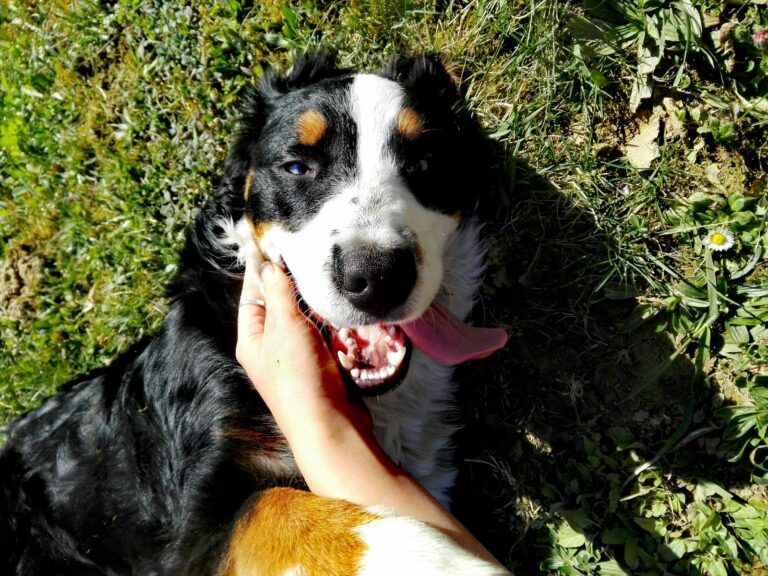 The Best Ways to Build a Stronger Bond with Your Dog Through Training