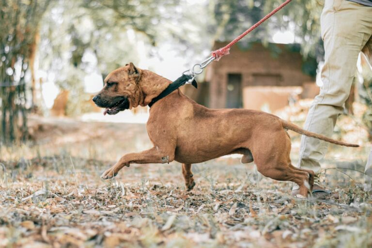 How to Stop Your Dog from Pulling on Leash – A Missoula Trainer’s Guide