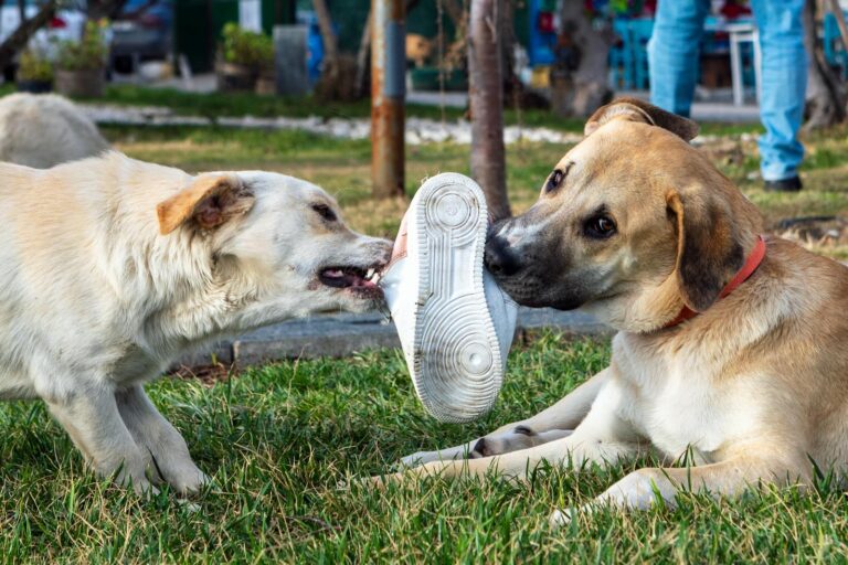 Fixing Common Behavior Problems: Jumping, Barking, and Chewing Solutions for Missoula Dog Owners