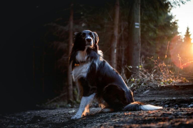 Hiking with Your Dog in Western Montana: Essential Obedience Skills for Safety