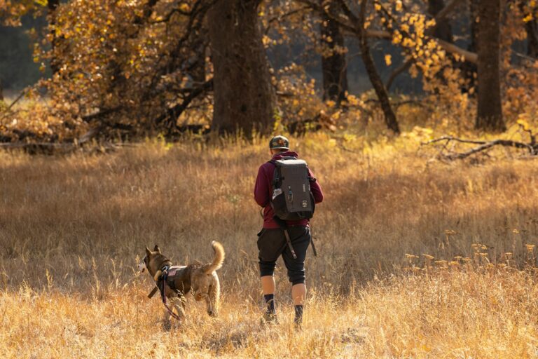 The Best Dog-Friendly Hikes in Bitterroot Valley, MT