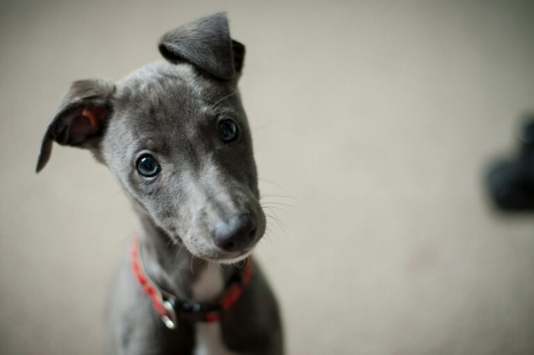 Puppy Training 101: The Best Age to Start Training in Missoula