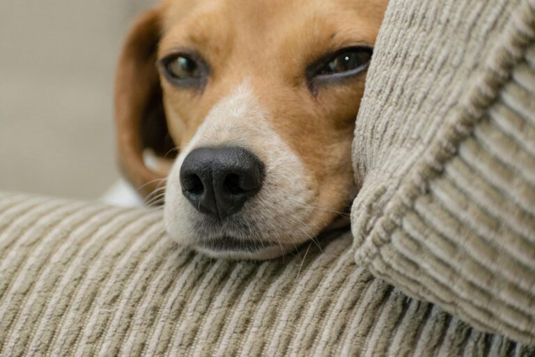 7 Reasons Your Dog Isn’t Listening—And How to Fix It
