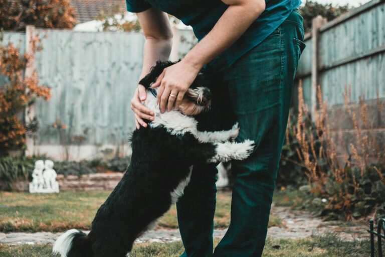 E-Collar Training Myths & Facts: How It Helps Dogs in Missoula Learn Faster