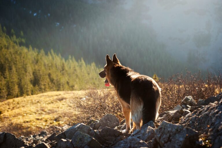 How to Prepare Your Dog for Hiking Season in Missoula