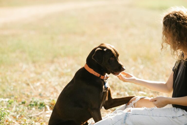 Why Private Dog Training Works Better Than Group Classes in Missoula