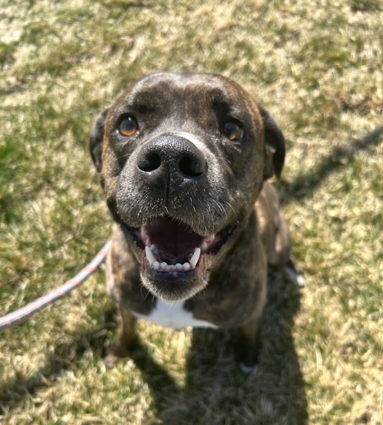 Meet Abby: Your New Best Friend Is Waiting in Bitterroot Valley!