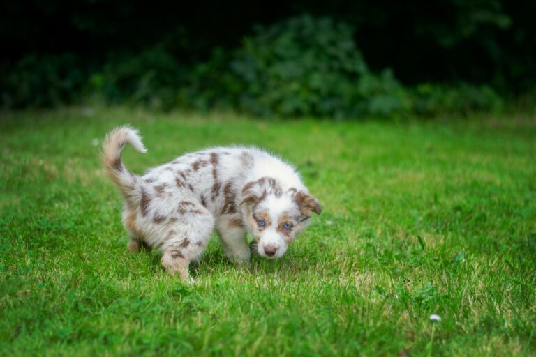 Potty Training Tips for Montana Puppies (Without the Stress)