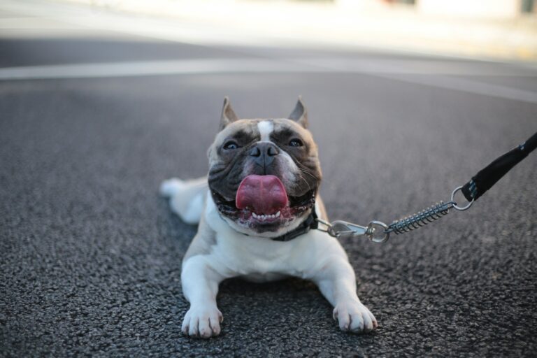 Leash Reactivity 101: What It Is and What to Do About It
