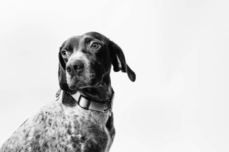 Bringing a Rescue Dog Home? How to Set Them Up for Success with Training