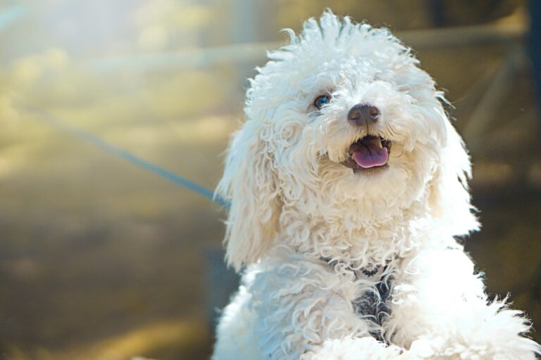 Get Ready for a Day of Fun at the Big Sky Horse Park Pet Run!