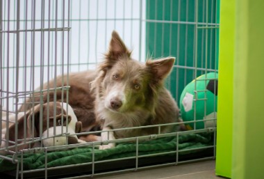 Crate Training Myths (And Why Most Dogs Actually Need One)