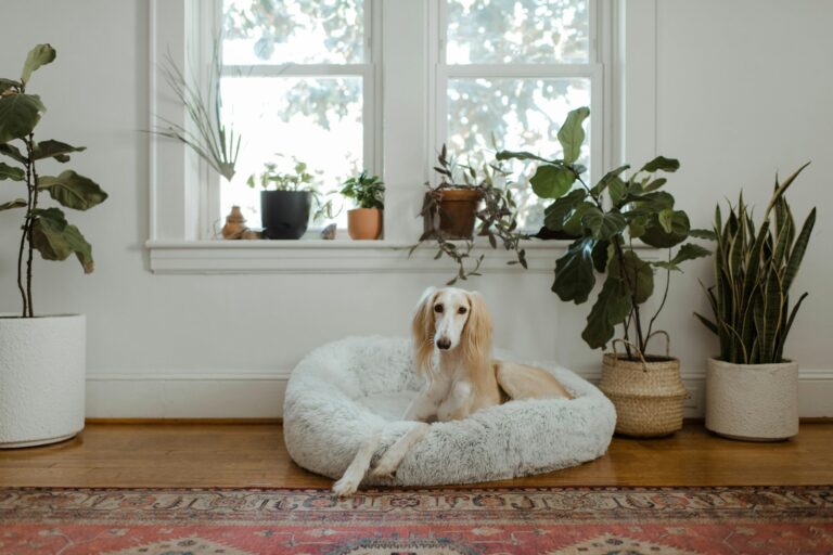 How to Help Your Dog Stay Calm Around Guests