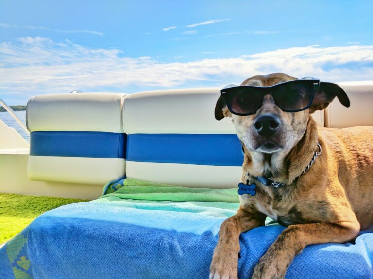 Summer Safety Tips for Dogs in Missoula and Bitterroot Valley