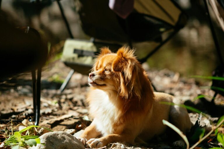 Charming small dog enjoying a sunny day outdoors amidst autumn leaves.
