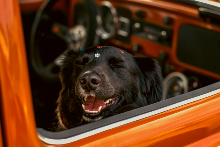 Summer Travel with Your Dog: Tips for a Smooth Road Trip