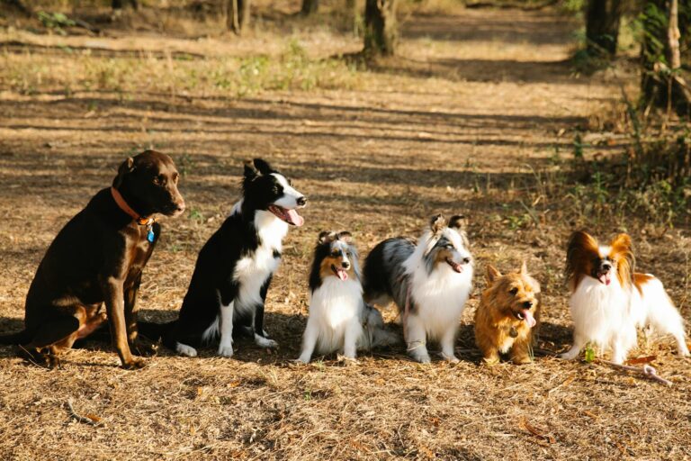 Should I Train My Dog Before Summer Adventures? (Short Answer: Yes.)