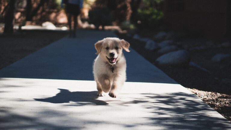 Is Your Dog Ready for Off-Leash Freedom? (5 Signs They Are)
