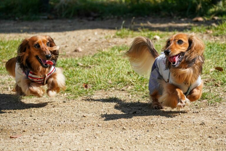 Ready, Set, Woof! Don’t Miss the Wiener Dog Races in Hamilton, MT