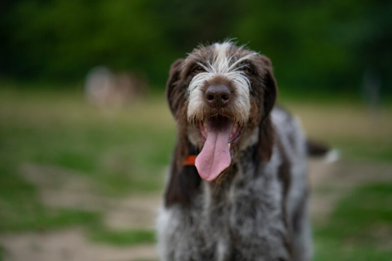 Why Your Dog Ignores You in Public (and How to Fix It)