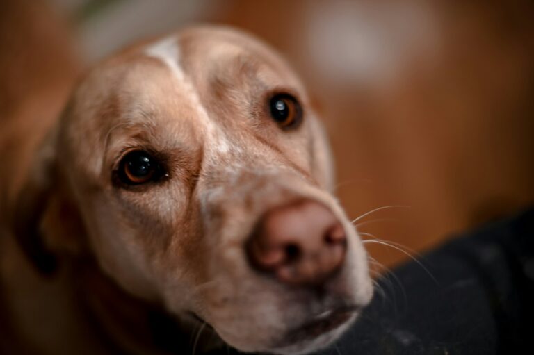 Why Your Dog Needs Structure—Even During Summer Vacation