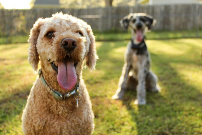 How to Keep Training Fun for Your Dog This Summer