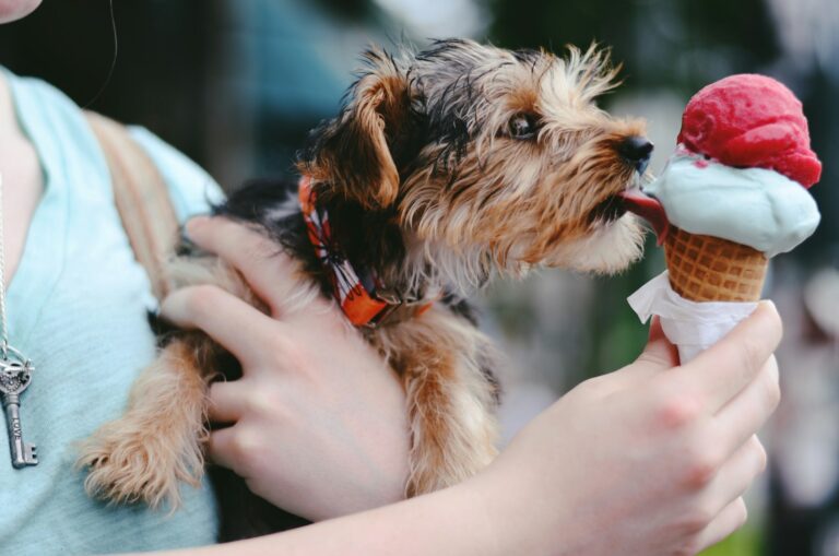 The Ice Cream Test: A Fun Summer Challenge to Improve Your Dog’s Impulse Control