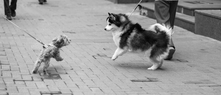 Leash Reactivity in Public: What Missoula Dog Owners Need to Know
