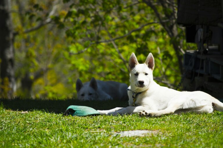 Keeping Your Dog Safe During Montana’s Hot Summer Days