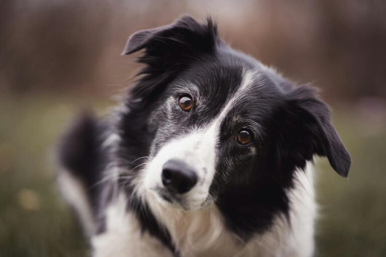 The Power of Consistency: Why Mixed Messages Confuse Your Dog