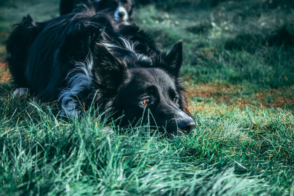 Close-up of a Border Collie laying in lush green grass outdoors, showcasing its attentive gaze.