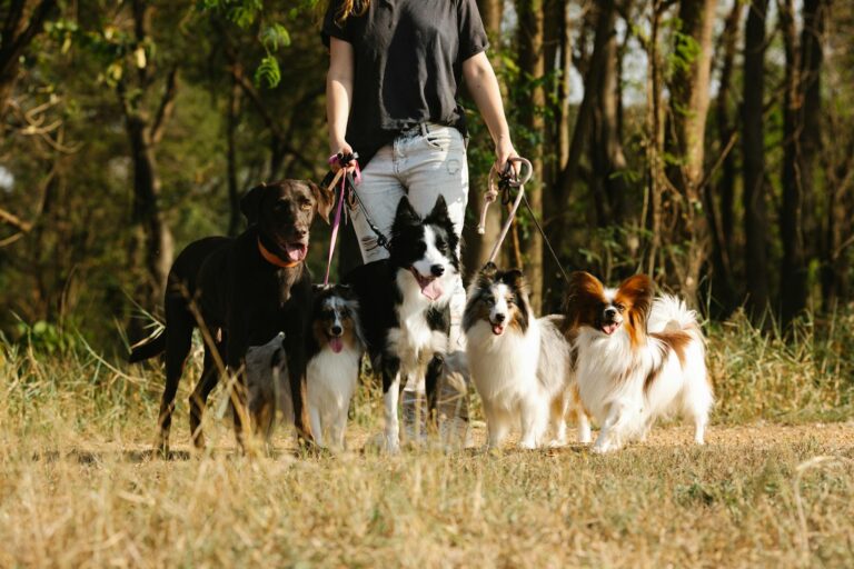 Kids & Dogs: Back-to-School Boundaries for a Peaceful Fall
