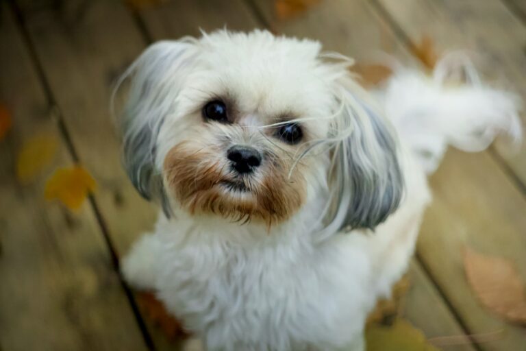 Fall Hazards for Dogs in Missoula: What Every Owner Should Watch Out For