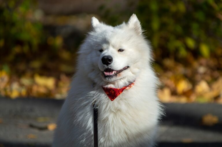 Loose Leash Walking in Fall: Why Cooler Weather Can Mean More Pulling