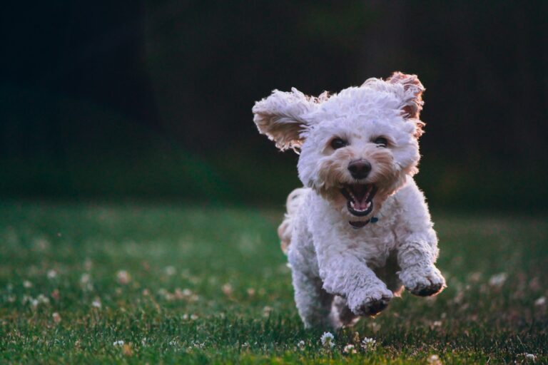 Why Every Dog Needs a Job—And How to Create One at Home