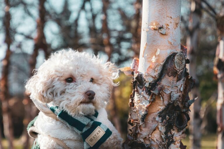 Missoula’s Best Fall Dog Adventures: Training Opportunities on Every Outing