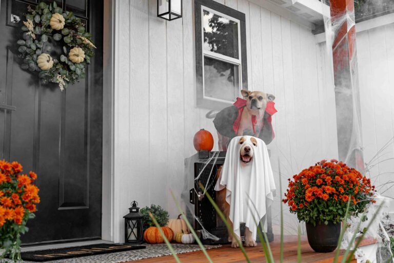 How to Help Your Dog Stay Calm During Halloween Chaos