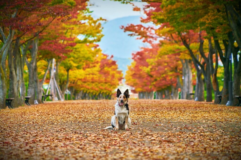 autumn, dog, nature, leaves, fall, pet, animal, canine, mammal